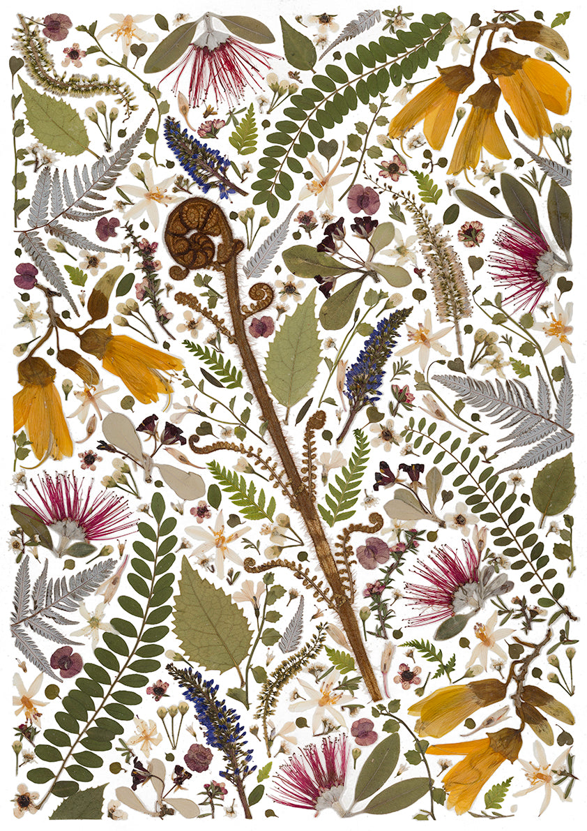 Art Print - Emerging Koru - New 2025