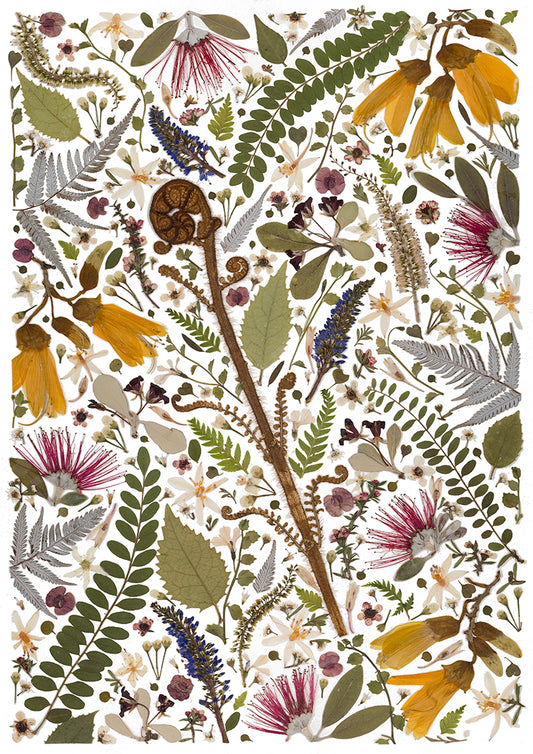 Art Print - Emerging Koru - New 2025