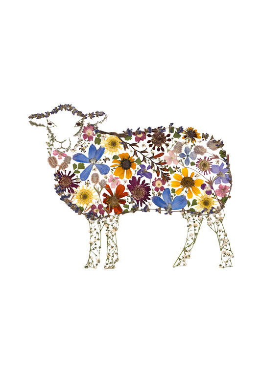 Art Print - Sheep - New for 2026